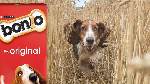 Bonio Original Dog Biscuits Purina UK